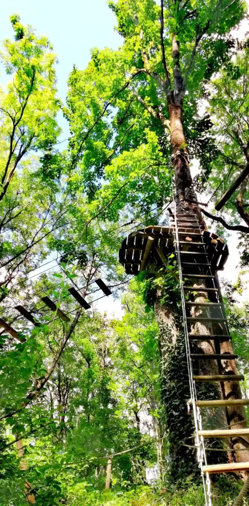 échelle le long d'un arbre au milieu de la foret à lyon