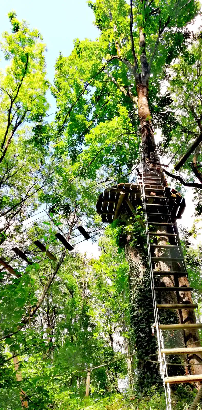 échelle le long d'un arbre au milieu de la foret à lyon